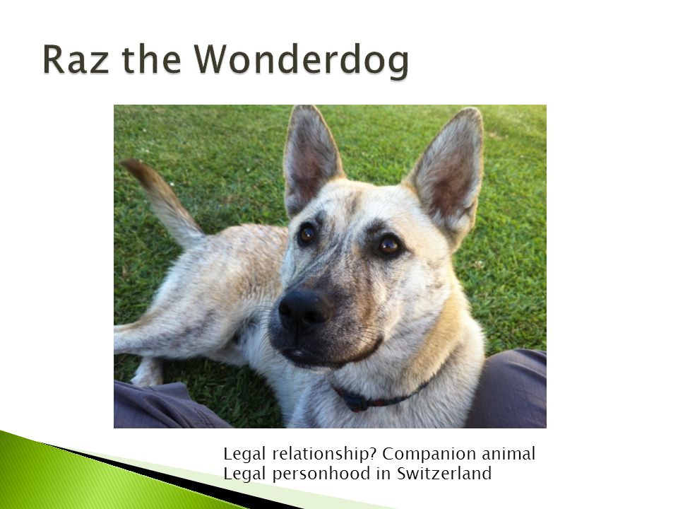 Legal relationship Companion animal Legal personhood in Switzerland