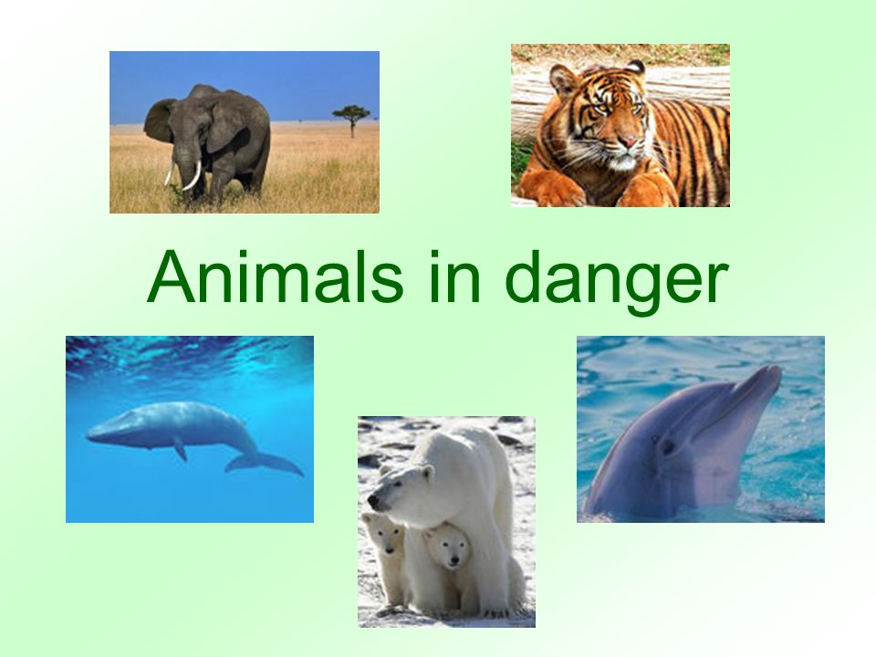 Animals in danger at present. Animals in Danger. Animals are in Danger. Презентация на тему Danger animal.. Animals in Danger 6 класс.
