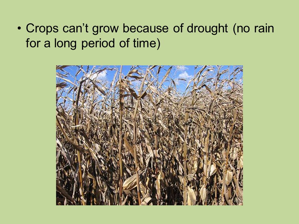 Crops can’t grow because of drought (no rain for a long period of time)