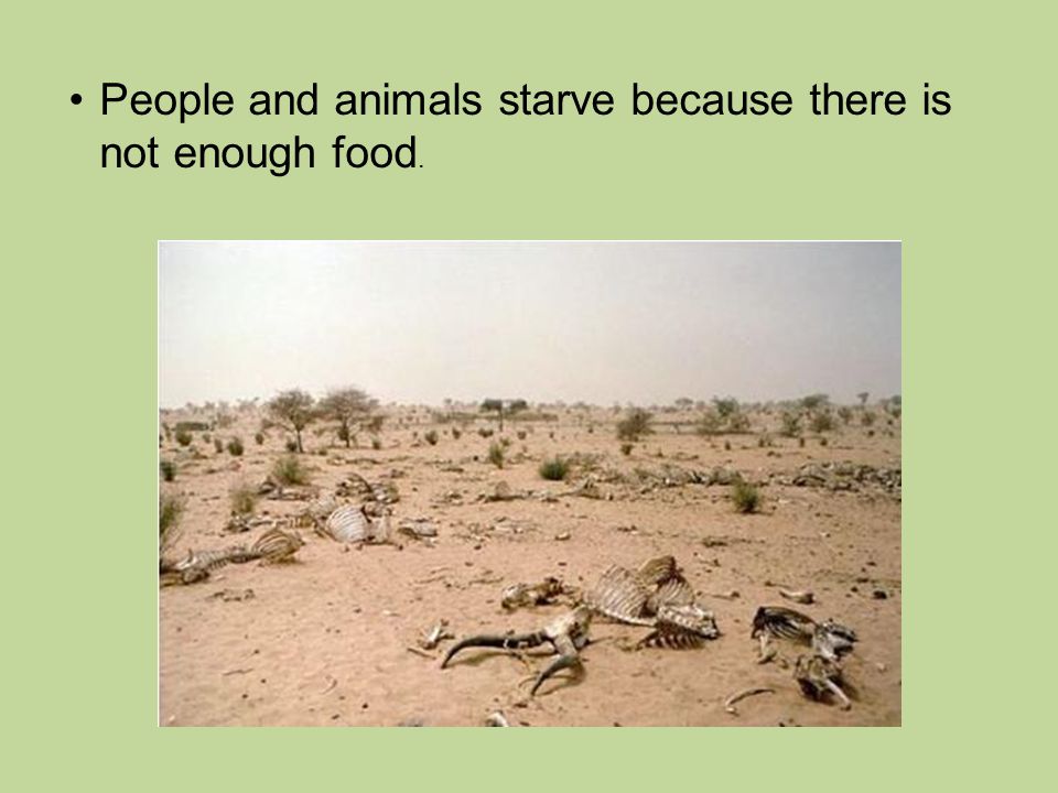 People and animals starve because there is not enough food.