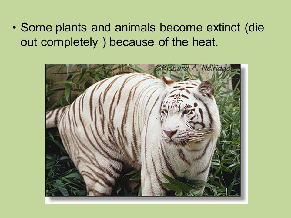 Some plants and animals become extinct (die out completely ) because of the heat.