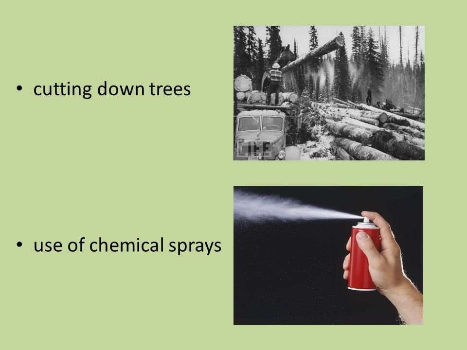 cutting down trees use of chemical sprays