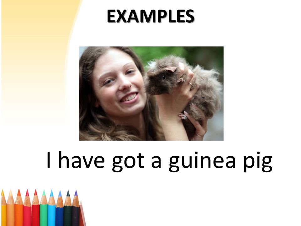 EXAMPLES I have got a guinea pig