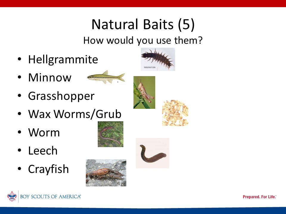 Natural Baits (5) How would you use them.