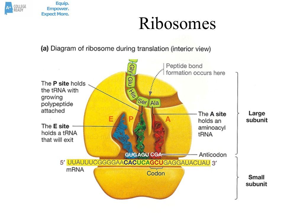 AP Biology Exam Review Guide Part 2. Unit 5 Review Guide Unit 5 Review ...