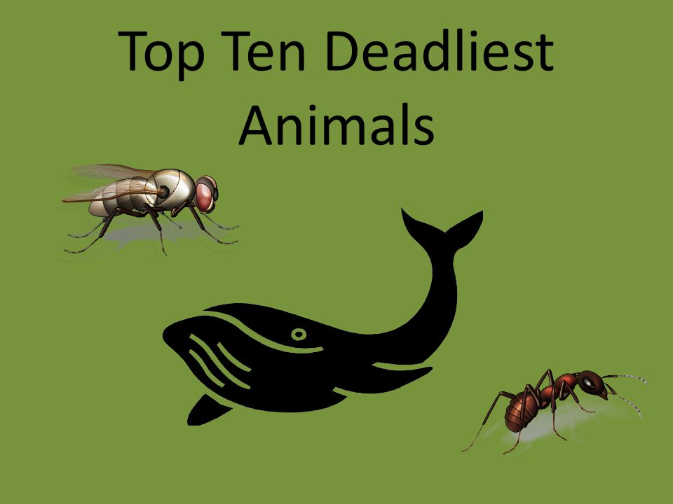 Top Ten Deadliest Animals