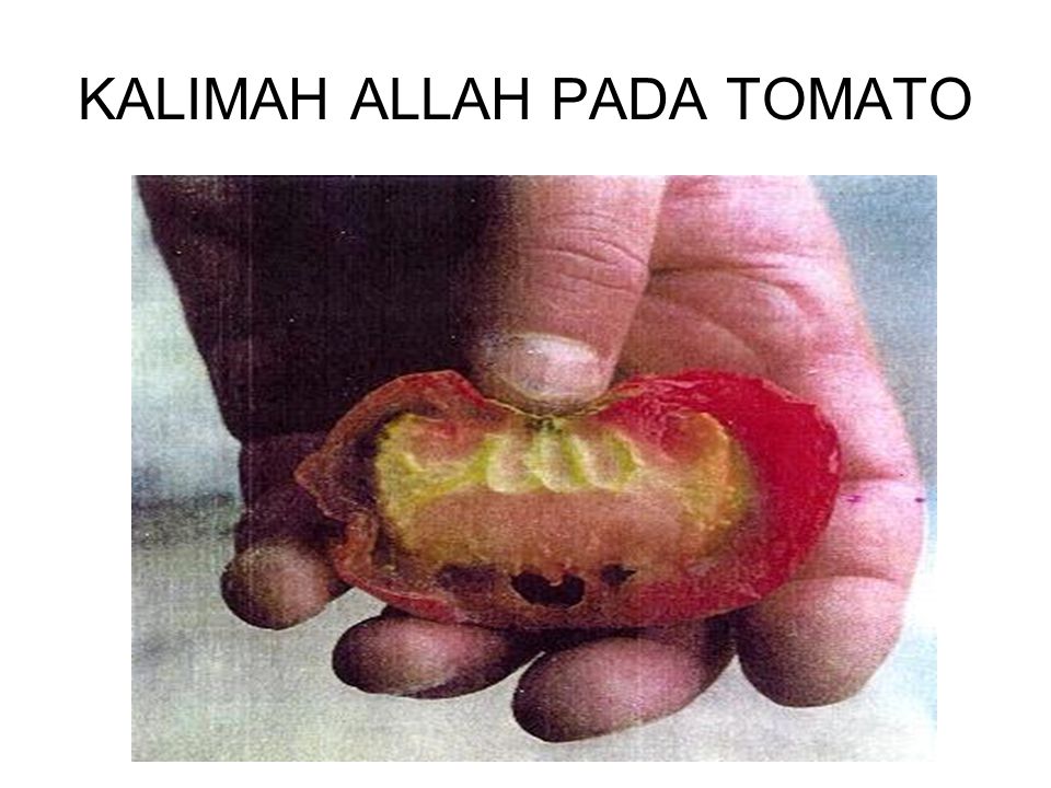 KALIMAH ALLAH PADA TOMATO