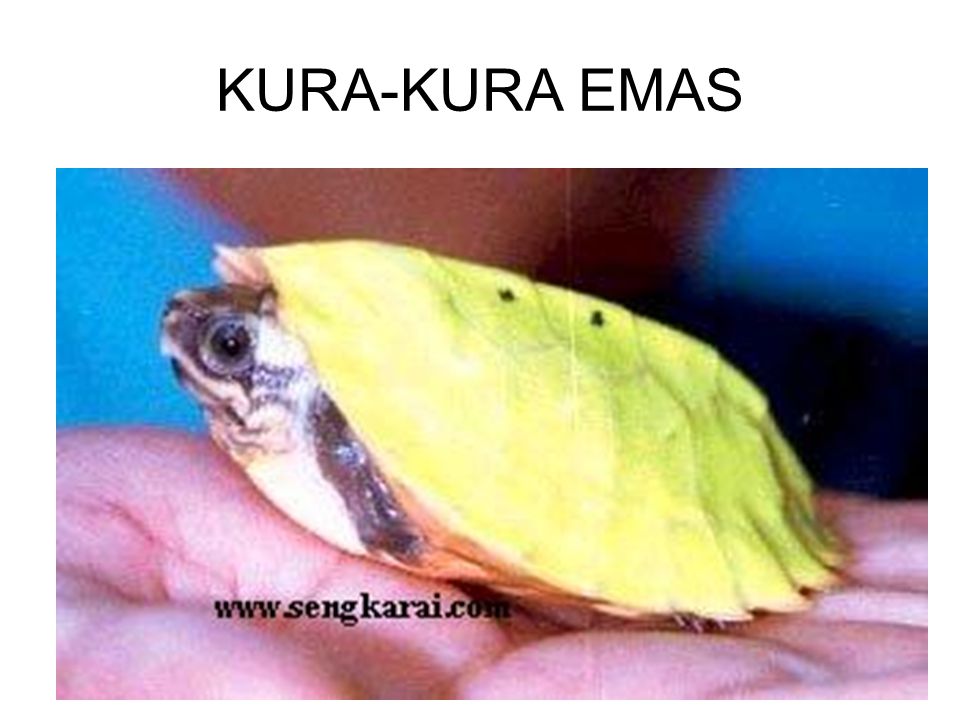 KURA-KURA EMAS