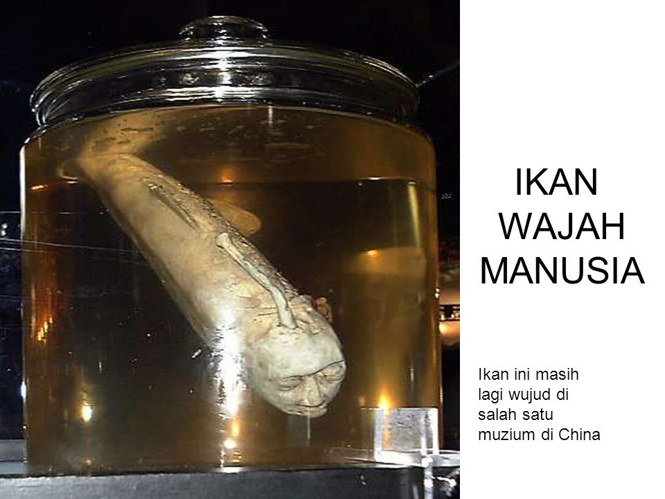 IKAN WAJAH MANUSIA Ikan ini masih lagi wujud di salah satu muzium di China