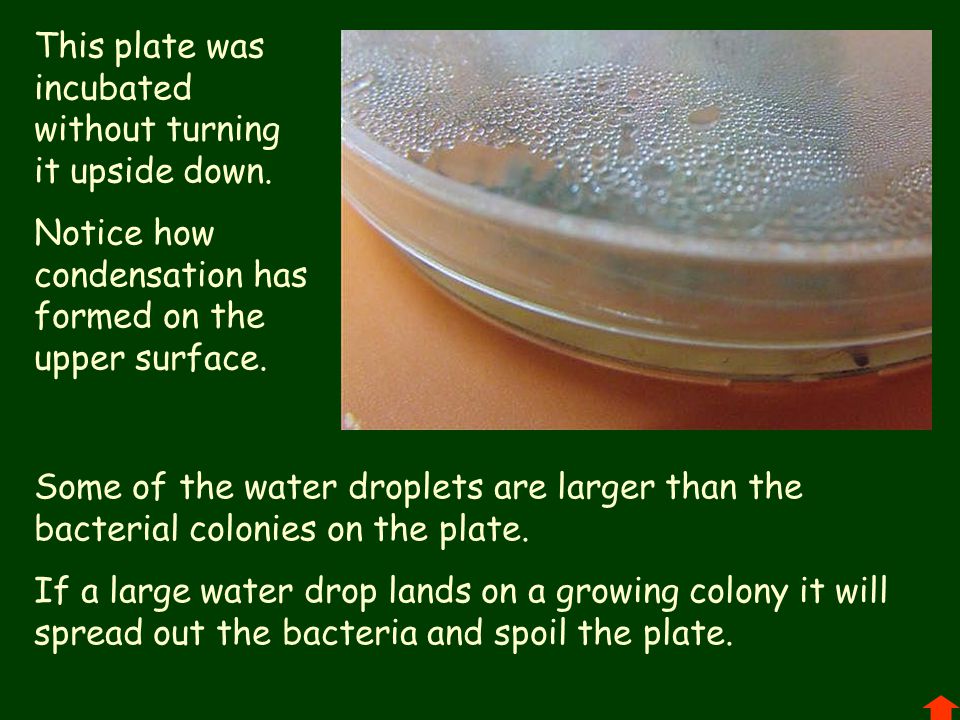 Growing microbes About 'grow' and 'reproduce' Growing microbes practical B  Growing microbes. - ppt download