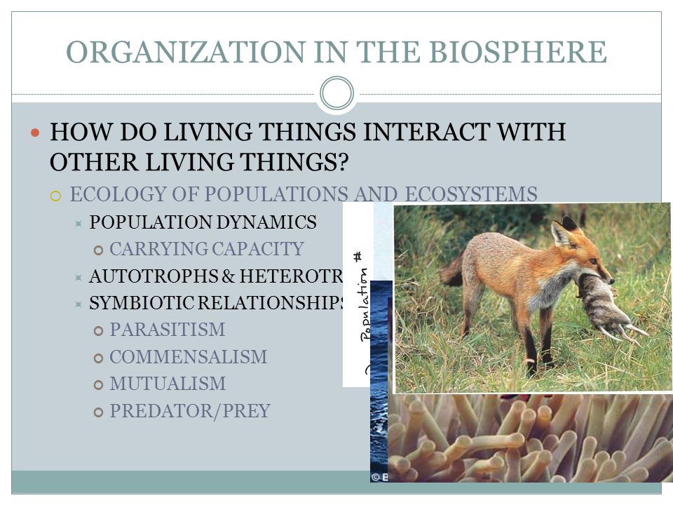 ORGANIZATION IN THE BIOSPHERE HOW DO LIVING THINGS INTERACT WITH OTHER LIVING THINGS.