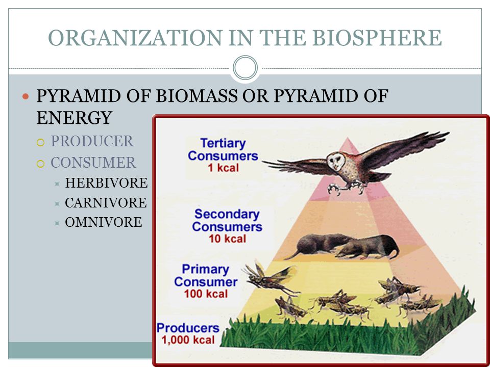 ORGANIZATION IN THE BIOSPHERE PYRAMID OF BIOMASS OR PYRAMID OF ENERGY  PRODUCER  CONSUMER  HERBIVORE  CARNIVORE  OMNIVORE