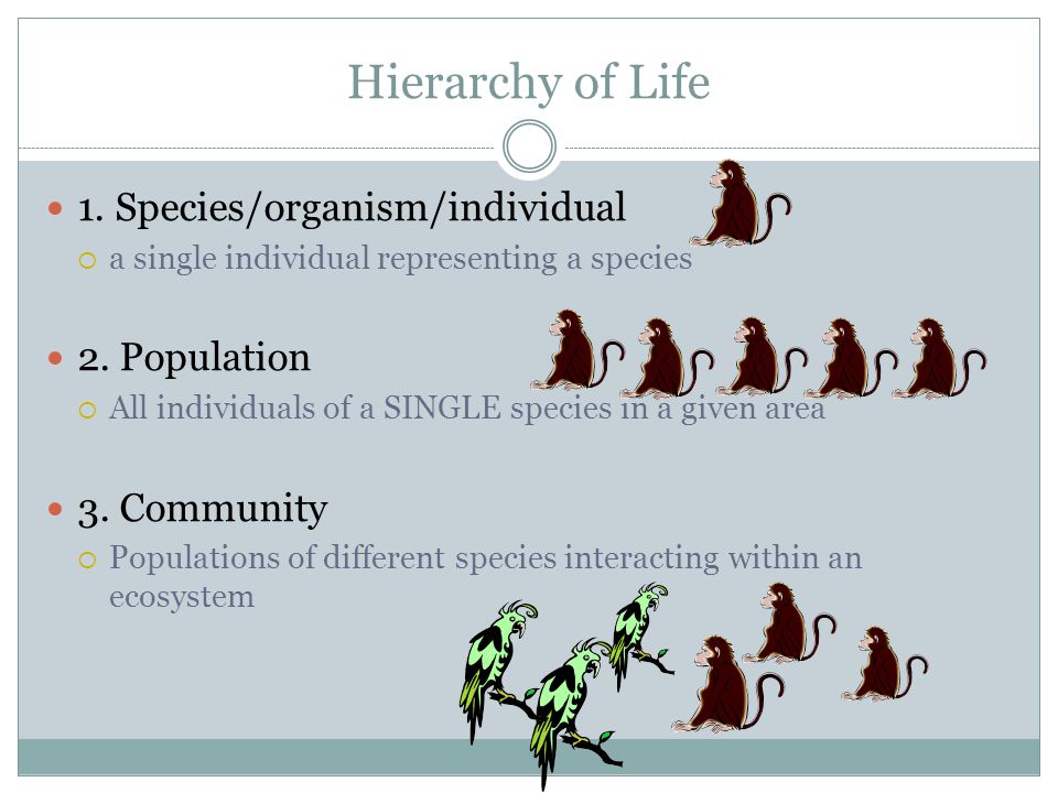 Hierarchy of Life 1. Species/organism/individual  a single individual representing a species 2.