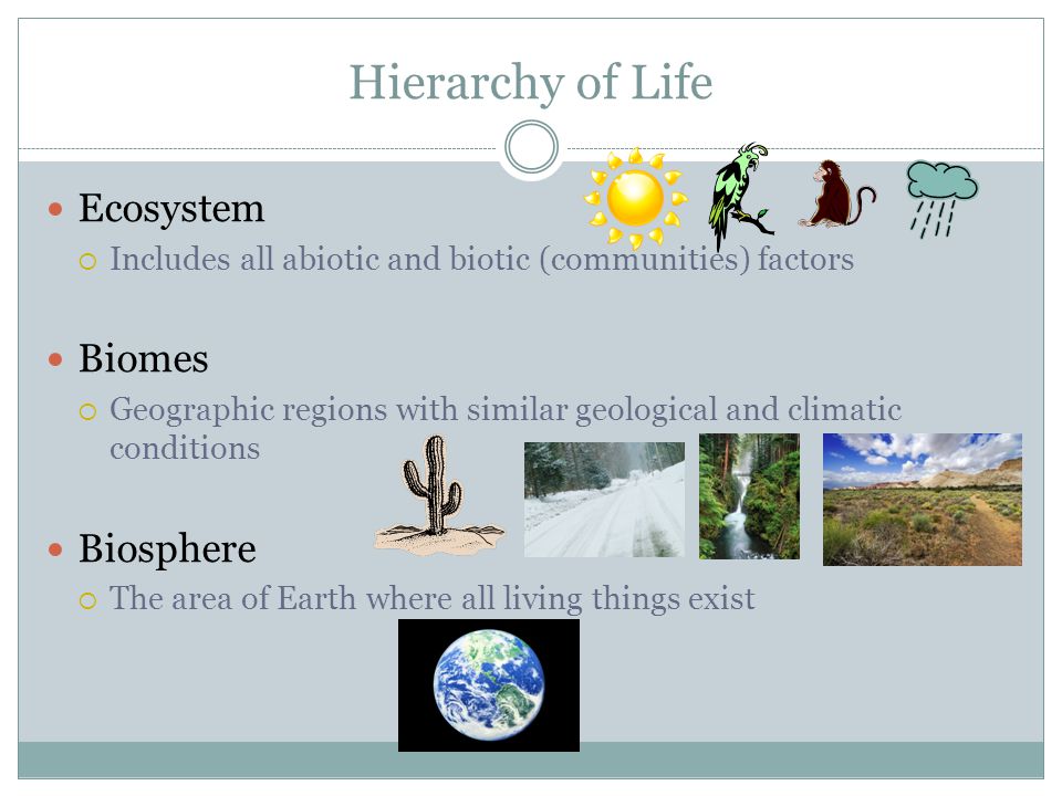 Hierarchy of Life Ecosystem  Includes all abiotic and biotic (communities) factors Biomes  Geographic regions with similar geological and climatic conditions Biosphere  The area of Earth where all living things exist
