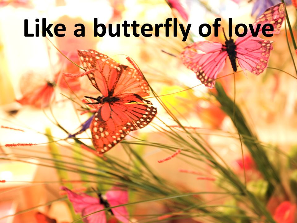 Like a butterfly of love