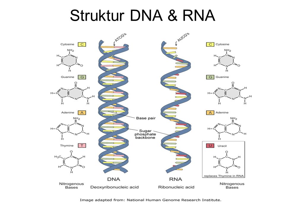 Аппарат рнк. Генетика. Спираль ДНК. РНК ДНК карт. Генетика кола.