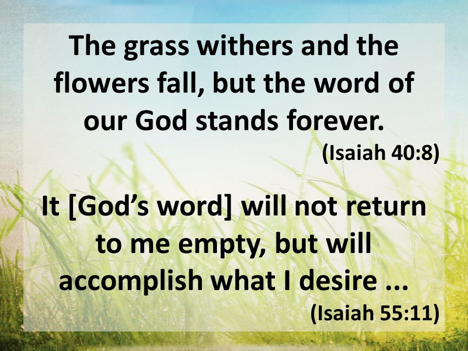 The grass withers and the flowers fall, but the word of our God stands forever.
