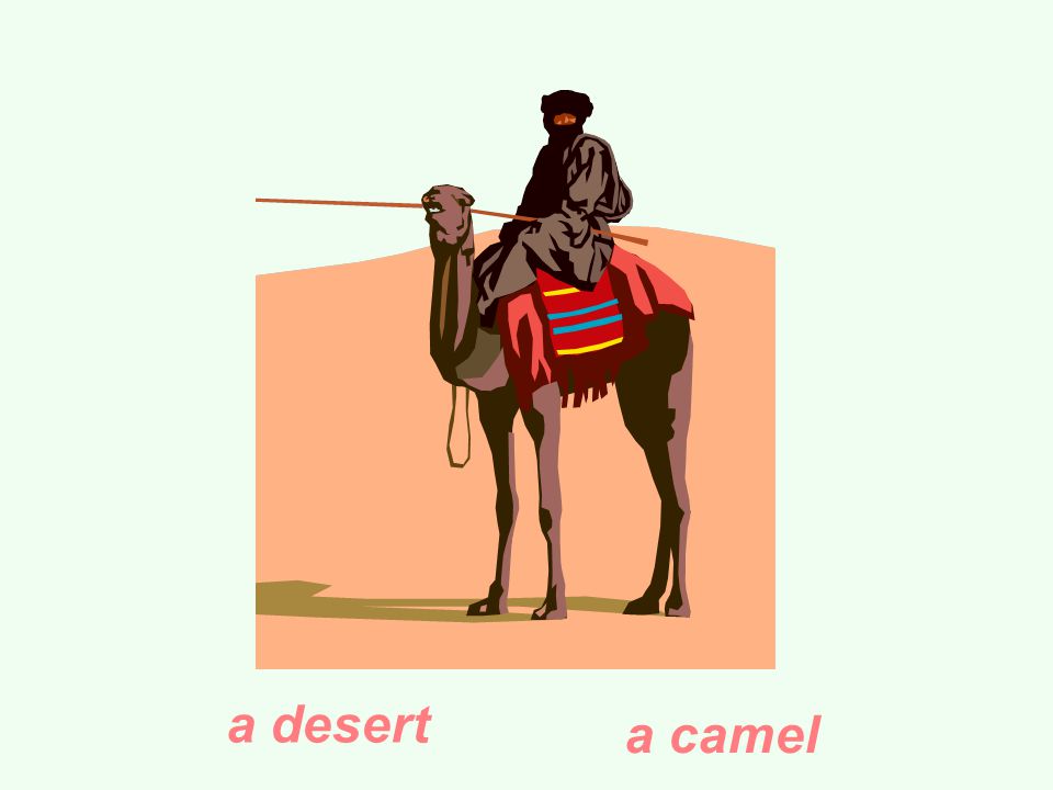 a desert a camel