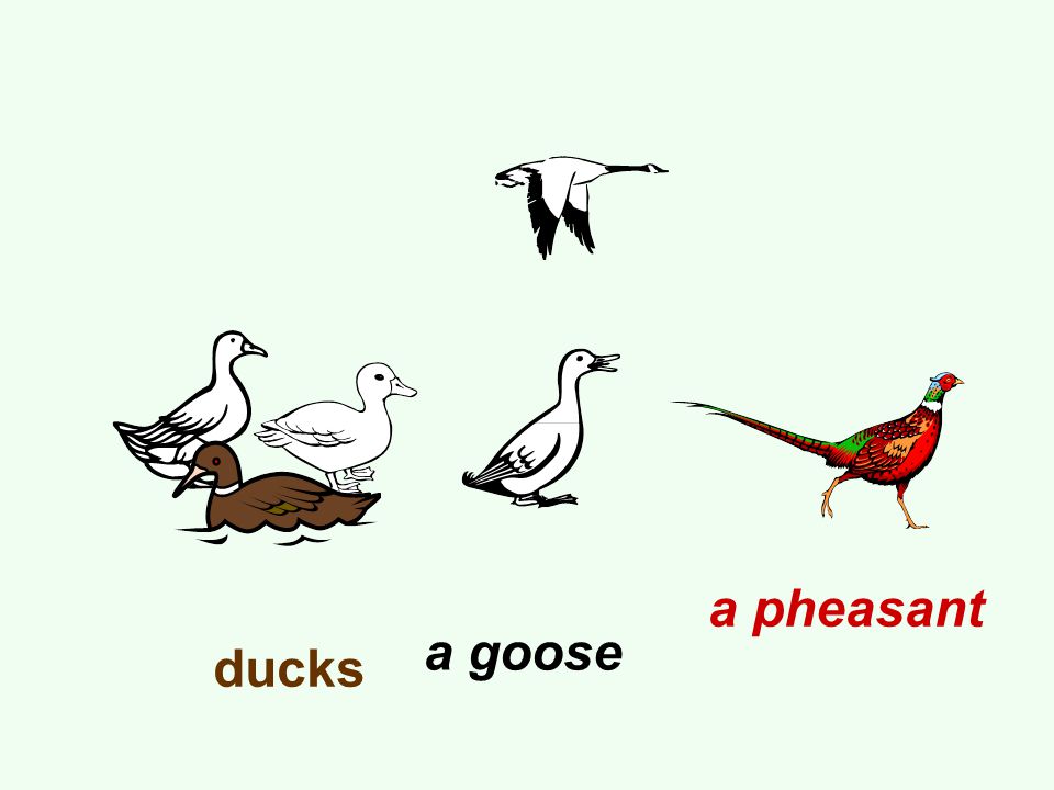 ducks a goose a pheasant