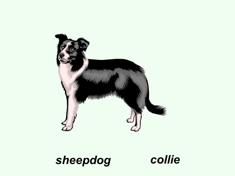 sheepdog collie