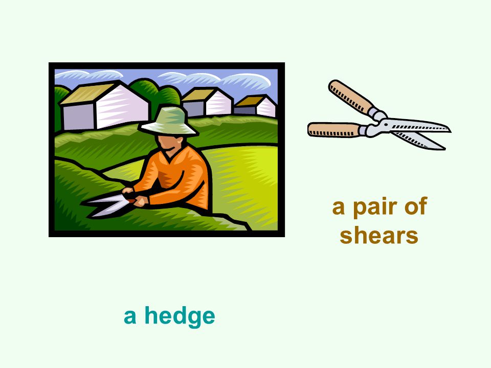 a hedge a pair of shears