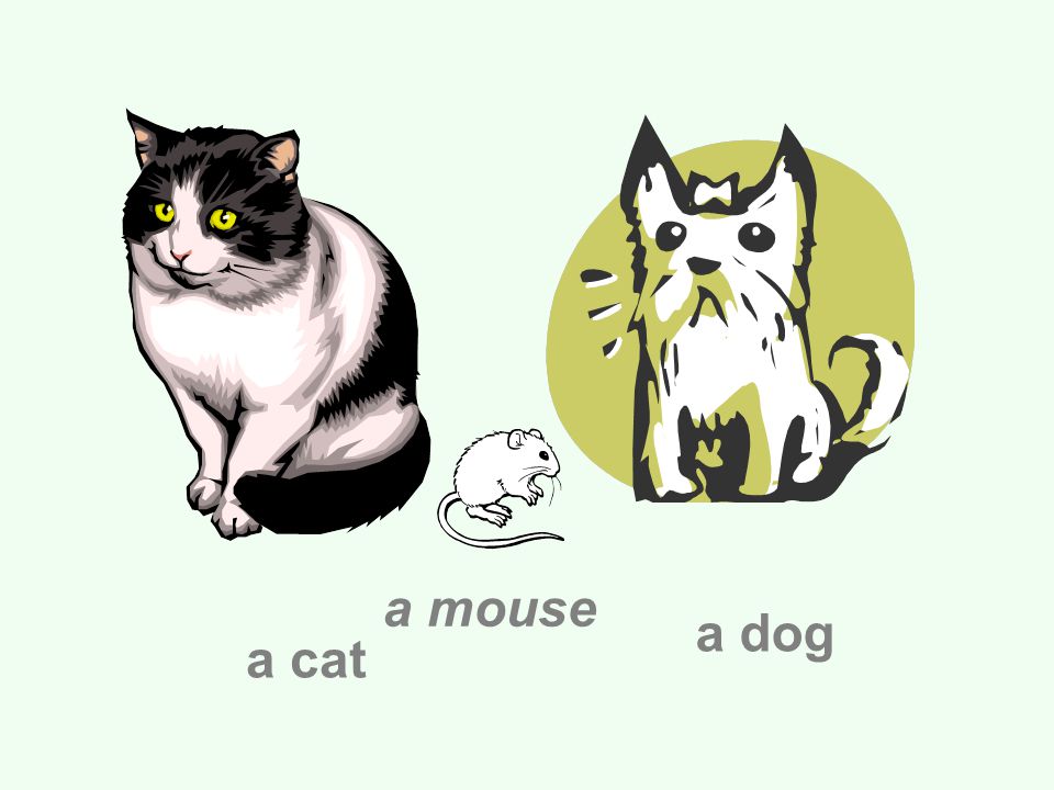 a cat a dog a mouse