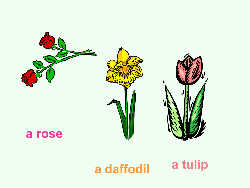 a rose a daffodil a tulip