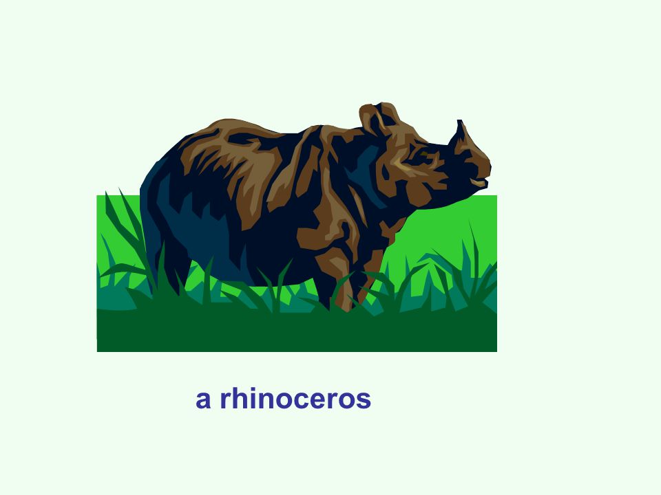 a rhinoceros