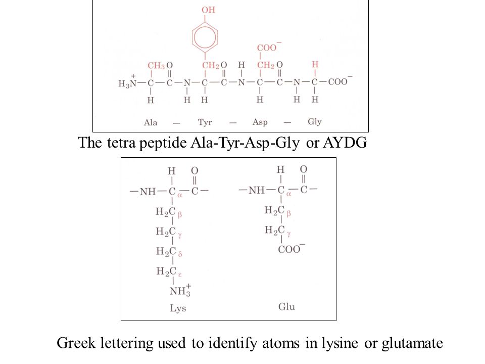 Amino Acids 1/29/2003. Amino Acids: The building blocks of