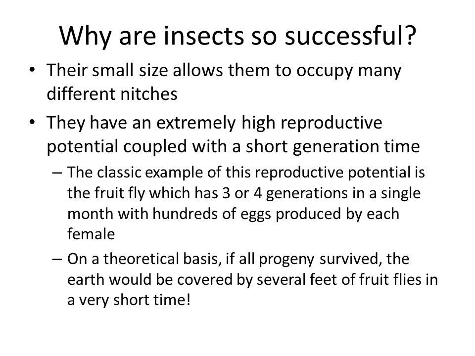 why are insects so successful on earth