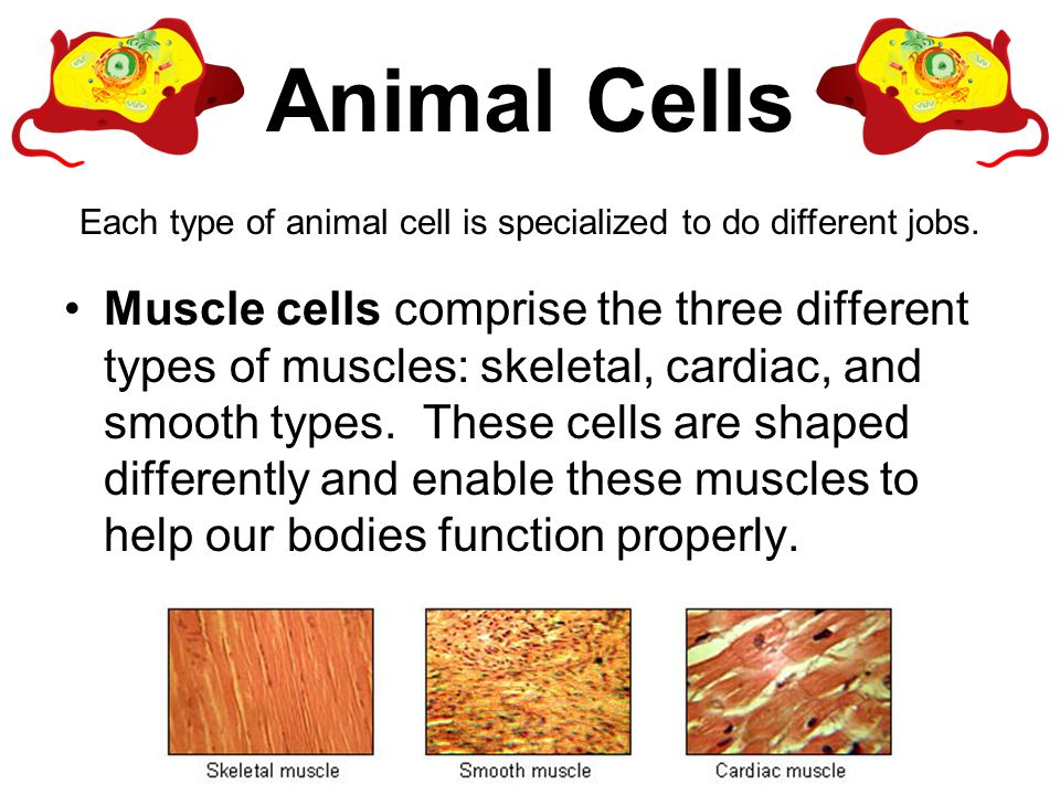 Plant and Animal Cells Grade 4 Unit 3 Lesson 1. Topics Covered… cell  definition parts of plant and animal cells comparison of plant and animal  cells different. - ppt download