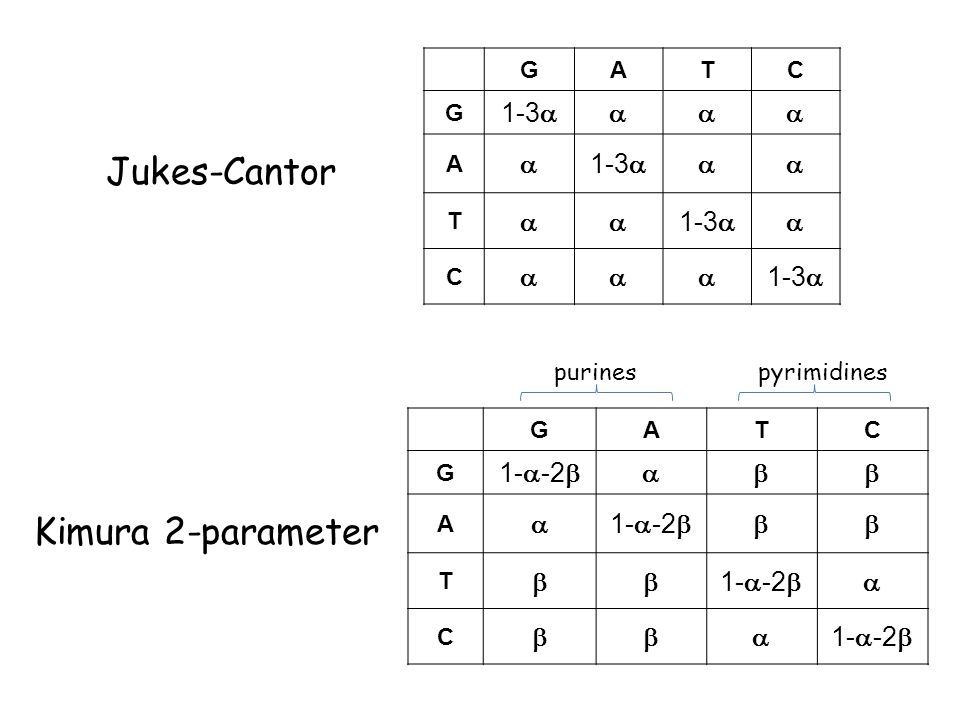 GATC G 1-3  A   T   C  GATC G 1-  -2  A   T   C  purinespyrimidines Jukes-Cantor Kimura 2-parameter