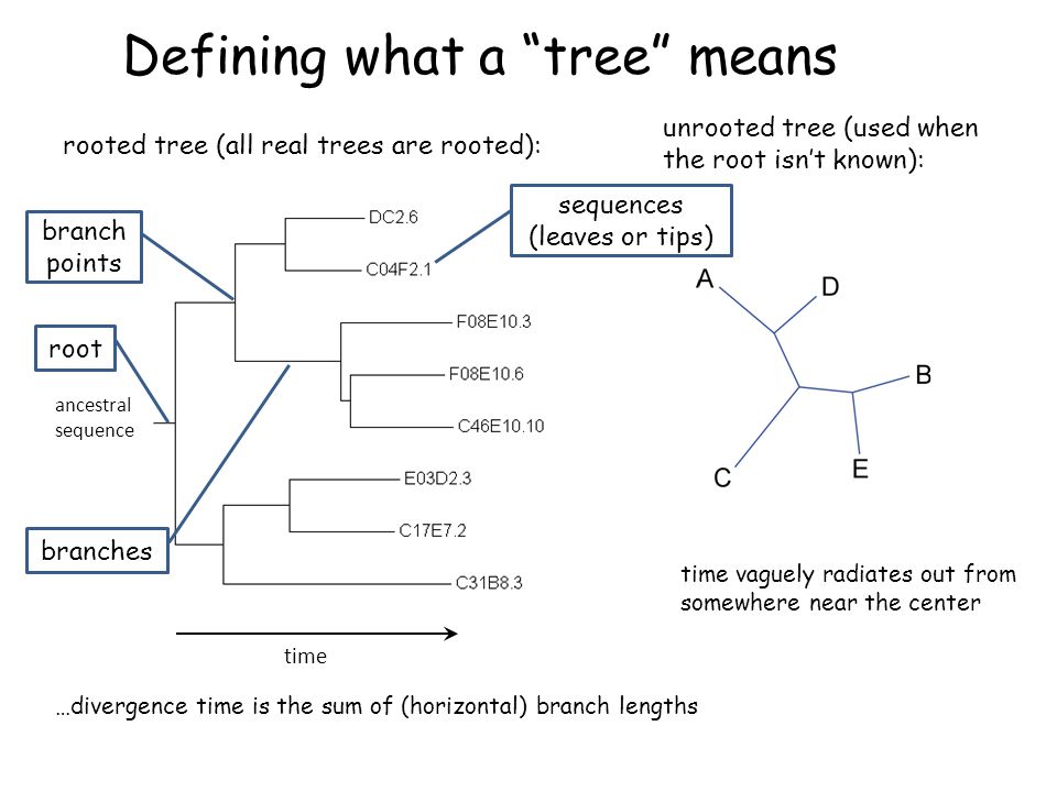 Defining what a tree means rooted tree (all real trees are rooted): unrooted tree (used when the root isn’t known): time ancestral sequence time vaguely radiates out from somewhere near the center …divergence time is the sum of (horizontal) branch lengths sequences (leaves or tips) branch points branches root