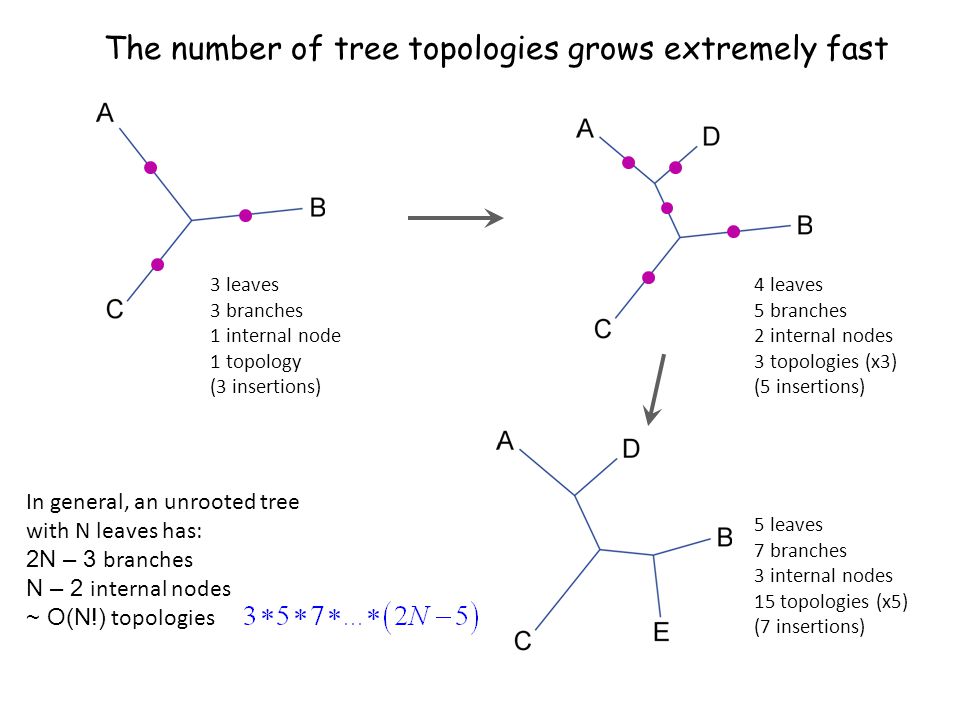 The number of tree topologies grows extremely fast 3 leaves 3 branches 1 internal node 1 topology (3 insertions) 4 leaves 5 branches 2 internal nodes 3 topologies (x3) (5 insertions) 5 leaves 7 branches 3 internal nodes 15 topologies (x5) (7 insertions) In general, an unrooted tree with N leaves has: 2N – 3 branches N – 2 internal nodes ~ O(N!) topologies