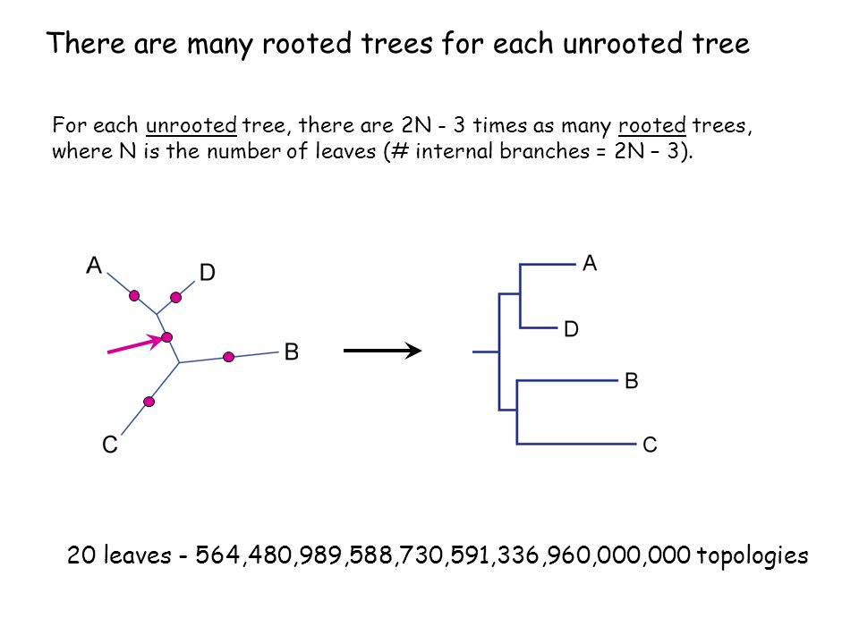 There are many rooted trees for each unrooted tree For each unrooted tree, there are 2N - 3 times as many rooted trees, where N is the number of leaves (# internal branches = 2N – 3).