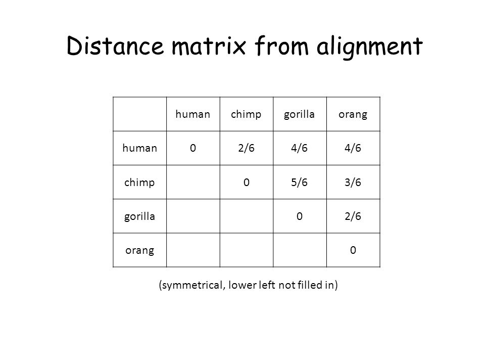 humanchimpgorillaorang human02/64/6 chimp05/63/6 gorilla02/6 orang0 Distance matrix from alignment (symmetrical, lower left not filled in)