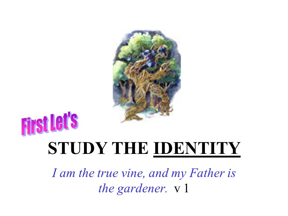 STUDY THE IDENTITY I am the true vine, and my Father is the gardener. v 1