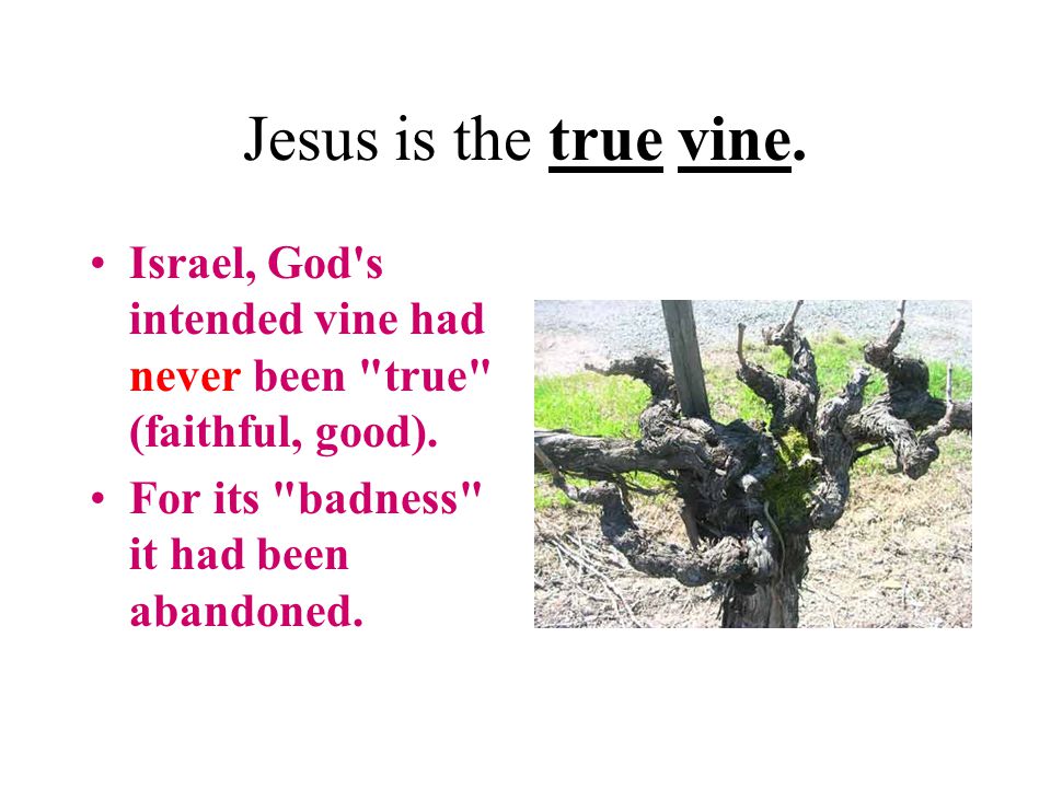 Jesus is the true vine. Israel, God s intended vine had never been true (faithful, good).