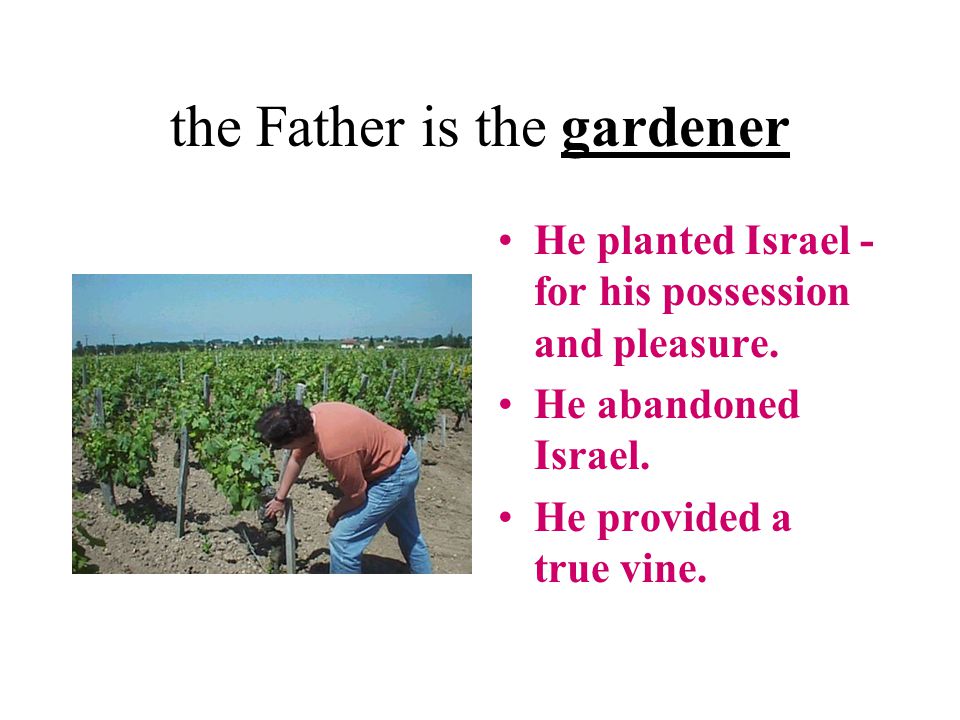 the Father is the gardener He planted Israel - for his possession and pleasure.