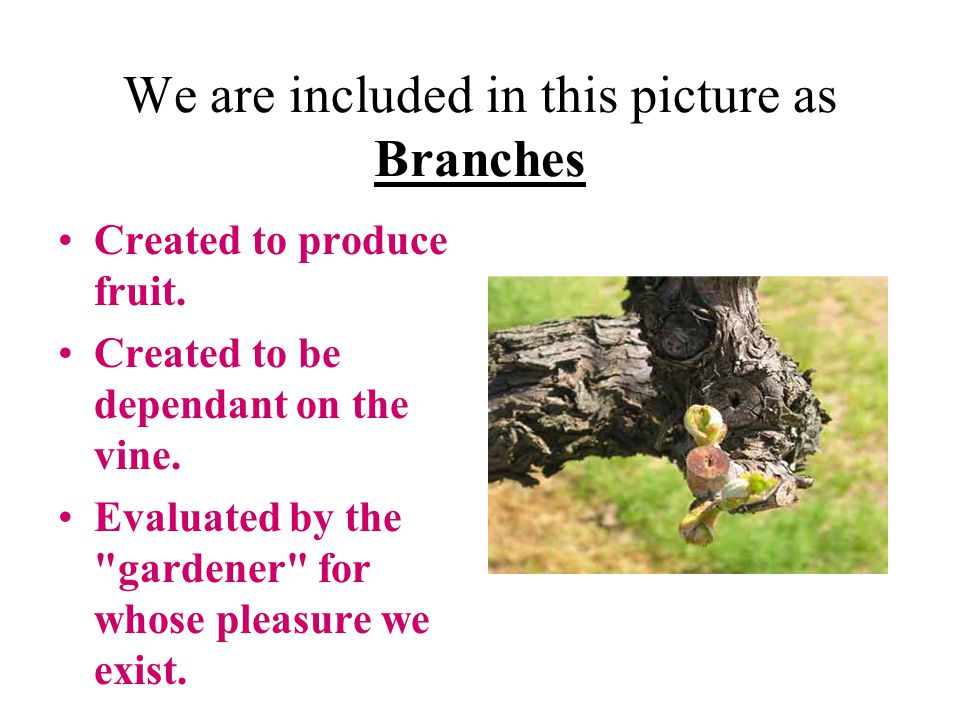 We are included in this picture as Branches Created to produce fruit.