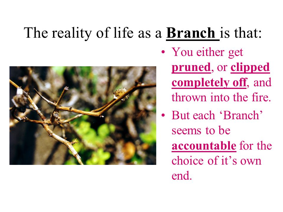 The reality of life as a Branch is that: You either get pruned, or clipped completely off, and thrown into the fire.