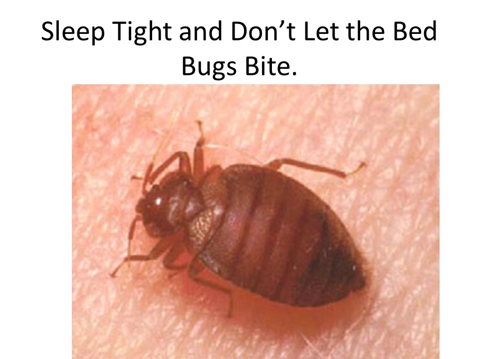 Sleep Tight and Don’t Let the Bed Bugs Bite.