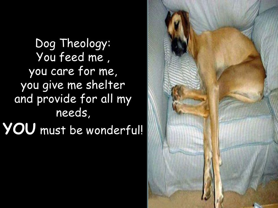 Dog Theology: You feed me, you care for me, you give me shelter and provide for all my needs, YOU must be wonderful!