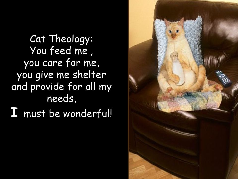 Cat Theology: You feed me, you care for me, you give me shelter and provide for all my needs, I must be wonderful!