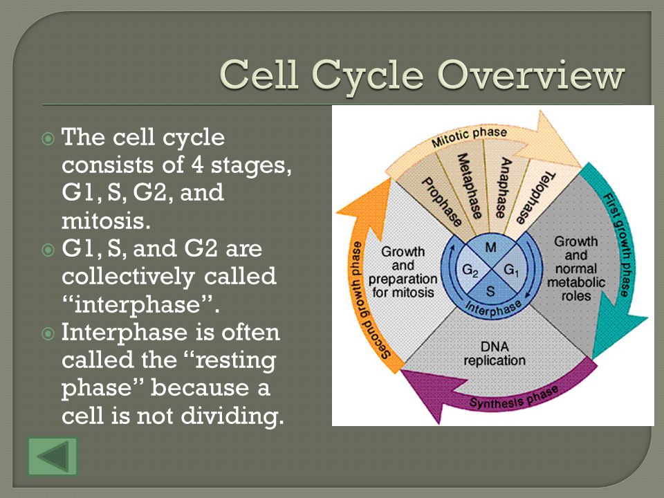 Overview G2 S G1 Mitosis Click on the shape to get more information (if you want to pass).