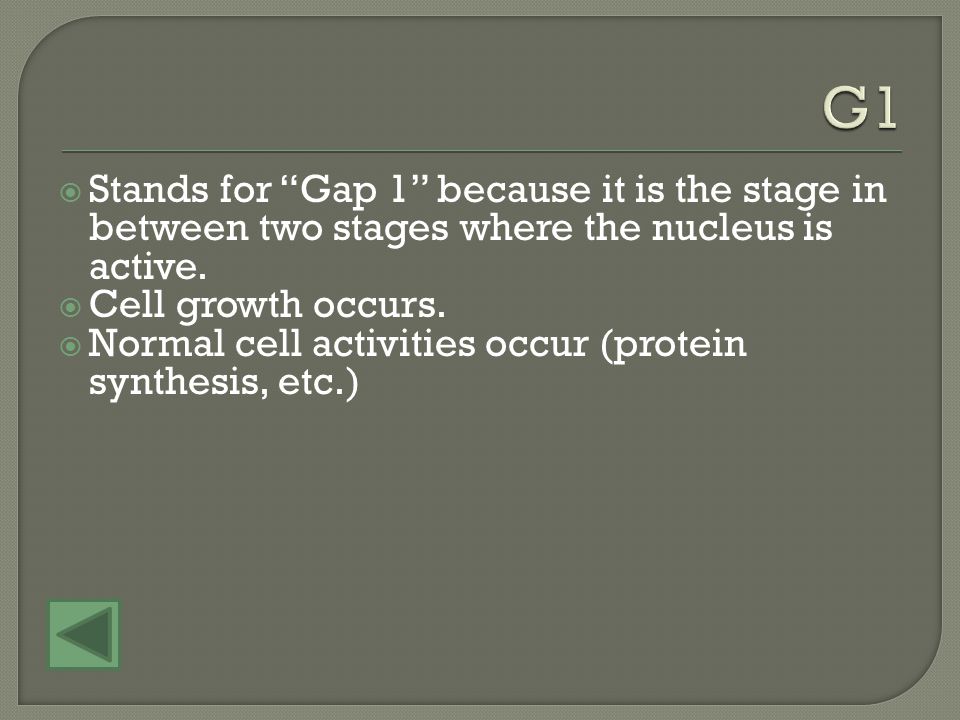  The cell cycle consists of 4 stages, G1, S, G2, and mitosis.