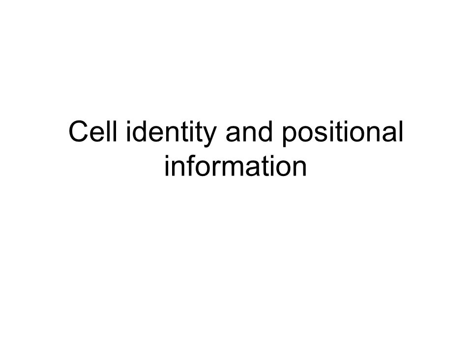 Cell identity and positional information