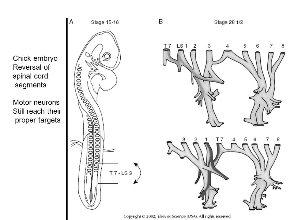 Chick embryo- Reversal of spinal cord segments Motor neurons Still reach their proper targets