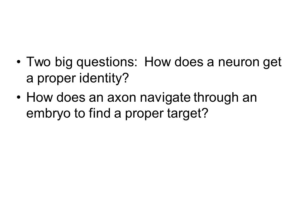 Two big questions: How does a neuron get a proper identity.