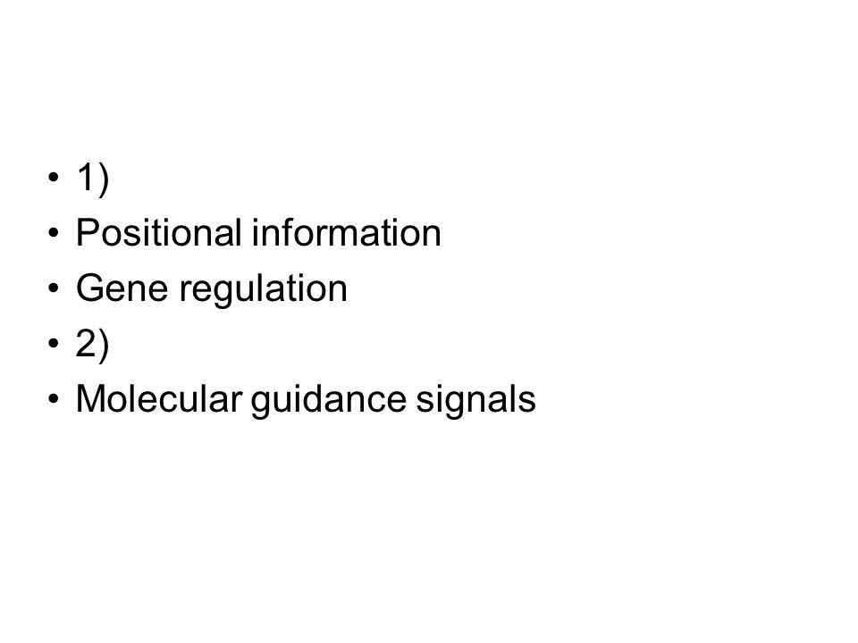 1) Positional information Gene regulation 2) Molecular guidance signals
